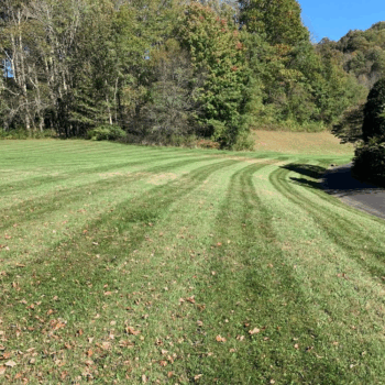 Freshly mowed lawn near trees