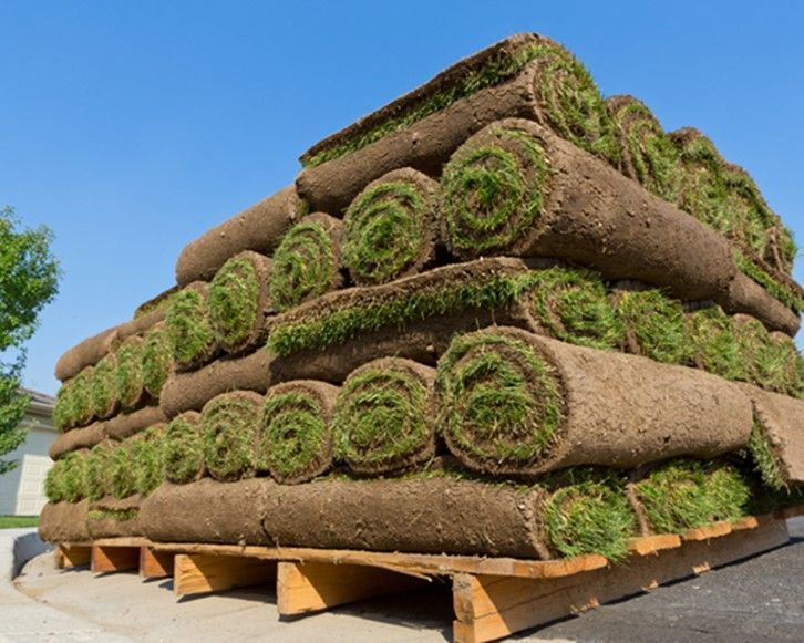 Rolled sod grass on pallets