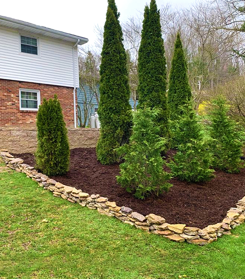 Landscaped garden with evergreen trees