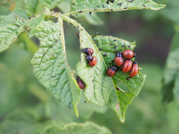 Potato beetle larvae infestation control