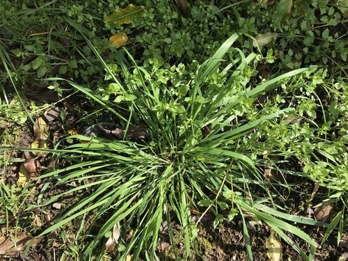 Lush green grass and foliage